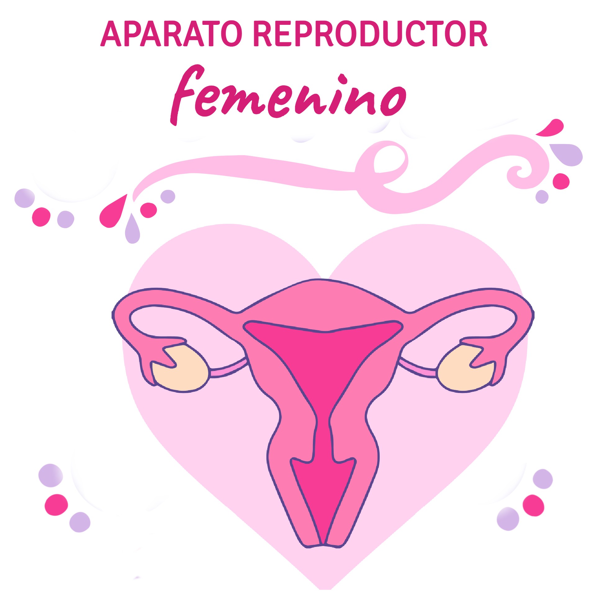 Aparato reproductor femenino | ¿Lo conoces?