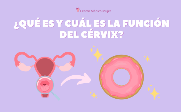 ¿Qué es y cuál es la función del cervix?