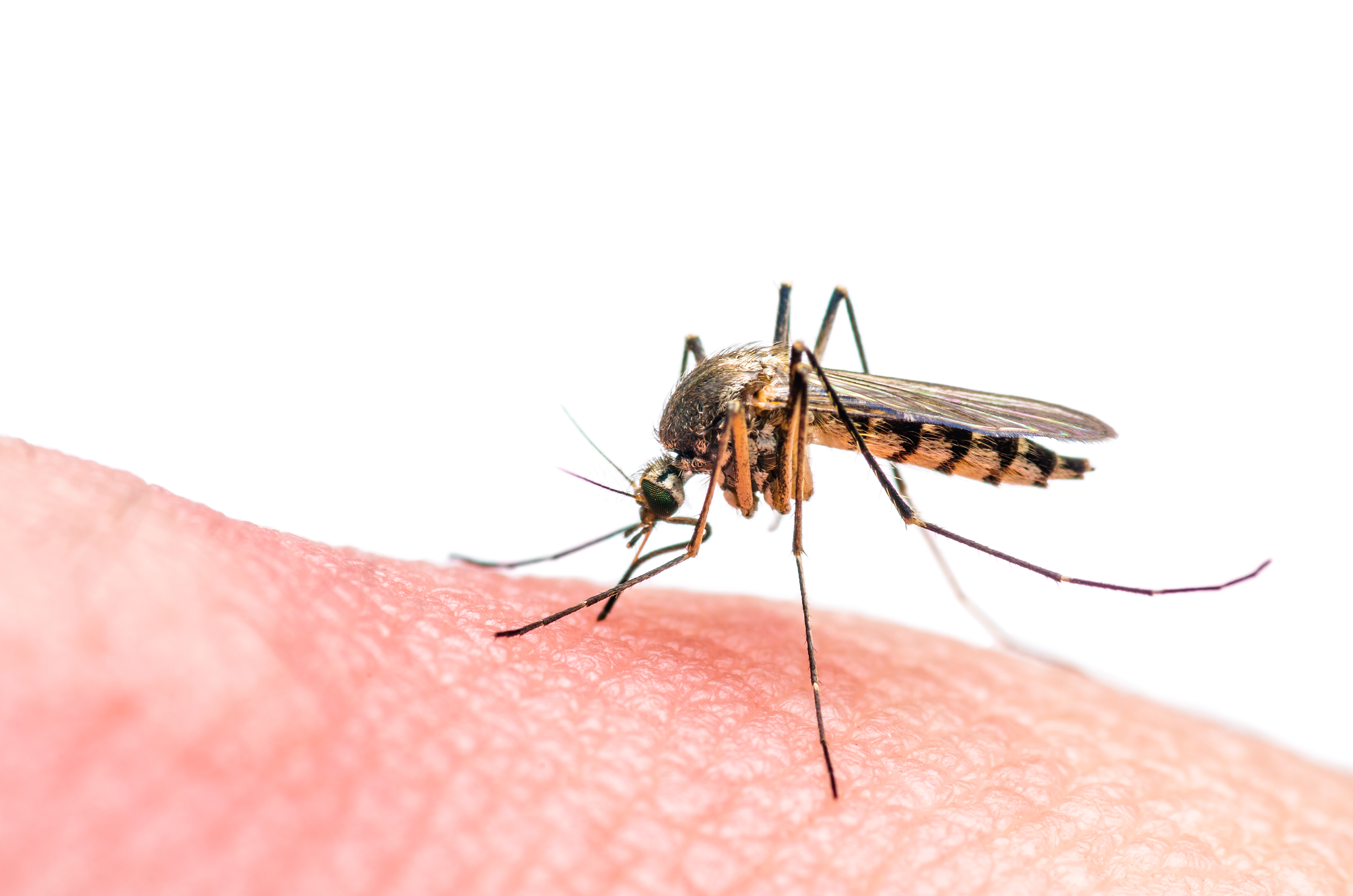 Zika, microcefalia y derechos sexuales